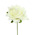 Foam Rose Ø7.5cm Cream 18 pcs | Floristik24.co.uk