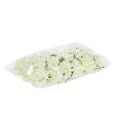 Foam Rose Ø7.5cm Cream 18 pcs | Floristik24.co.uk
