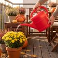 5l watering can | Floristik24.co.uk