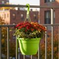 Hanging basket 25cm green | Floristik24.co.uk