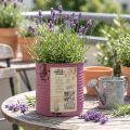 Vintage planter decorative box purple metal summer decoration Ø11cm H10.5cm | Floristik24.co.uk