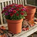 Plant Pot Plastic Ø23cm 10pcs | Floristik24.co.uk