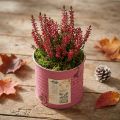 Plant pot, decorative pot, round, purple, metal, vintage decoration, Ø8cm, H7.5cm | Floristik24.co.uk