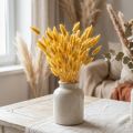 Lagurus Yellow, Velvet Grass, Rabbit's Tail Grass L20-50cm 25g | Floristik24.co.uk