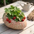 Decorative strawberry, plant pot, concrete decoration for planting L17cm | Floristik24.co.uk