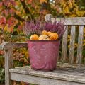 Planter, metal bucket with leaves, autumn decoration wine red Ø18cm H17cm | Floristik24.co.uk