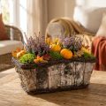 Plant box plant pot square birch/vines 28×14×11.5cm | Floristik24.co.uk