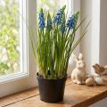 Hyacinths artificial in pot blue 24cm | Floristik24.co.uk