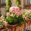 Geranium artificial flower Pink geranium bush artificial 7 flowers H38cm | Floristik24.co.uk