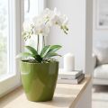 Orchid pot glossy Ø12.5cm olive green 1 pc | Floristik24.co.uk