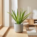 Aloe Vera artificial Green 26cm | Floristik24.co.uk