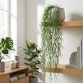 Decorative tendrils, coral cactus, artificial Rhipsalis hanger Green L120cm | Floristik24.co.uk