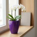 Orchid pot, glossy, Ø12.5cm, violet | Floristik24.co.uk