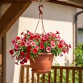 Hanging basket Galicia Ø30cm terracotta | Floristik24.co.uk