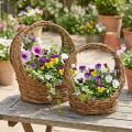 Planting basket with handle, vine design, L18/22cm, set of 2 | Floristik24.co.uk