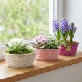 Chip basket round purple/white/pink Ø25cm 6 pcs | Floristik24.co.uk