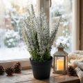 Erika white heather broom heather artificial plant H26cm | Floristik24.co.uk