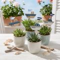 Decorative plug ship wood white blue natural 8cm H37cm 24 pcs | Floristik24.co.uk