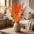 Orange hare's tail grass dried flower decoration 50-60cm 50g - Velvety Lagurus for table decoration &amp; crafting | Floristik24.co.uk