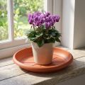 "Linda" saucer Ø18cm terracotta | Floristik24.co.uk