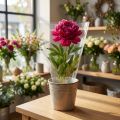 Packaging funnel A flower bags film W25cm H25cm 50 pcs | Floristik24.co.uk
