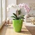 Orchid pot glossy Ø12.5cm lime 1 pc | Floristik24.co.uk