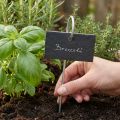 Natural slate plugs plant signs black 25cm | Floristik24.co.uk