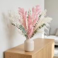 Pink feather asparagus (Asparagus) dried decoration 55-70cm | Floristik24.co.uk