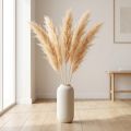 Asparagus dried grasses ornamental asparagus apricot 90cm 5 pcs | Floristik24.co.uk