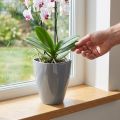 Orchid pot glossy Ø12.5cm grey 1 pc | Floristik24.co.uk
