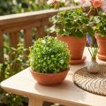 Mini boxwood ball with flowers box ball green Ø10cm | Floristik24.co.uk