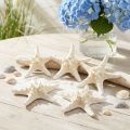 Decorative starfish large dried white knobbed starfish 19-26cm 5 pcs | Floristik24.co.uk