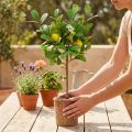 Artificial lemon tree, 58cm pot, decorative tree, Mediterranean style | Floristik24.co.uk