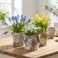 Birch pot small planter birch white Ø10cm H8.5cm 6 pcs | Floristik24.co.uk