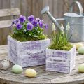 Plant drawer with handle purple white wood 12/15cm set of 2 | Floristik24.co.uk