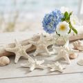 White Starfish Decoration, Dried Starfish for Crafting 7-11cm 15pcs | Floristik24.co.uk