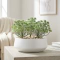 Succulent Echeveria 17cm Gray 3 pcs | Floristik24.co.uk