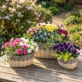 Wicker basket for planting Plant bowl L29/33/38cm set of 3 | Floristik24.co.uk