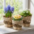Birch pot planter made of bark with foil Ø15cm H13cm 3pcs | Floristik24.co.uk