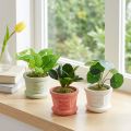 Artificial Green Plants Mini Plants in Pot 15cm 3pcs | Floristik24.co.uk