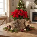 Plant pot birch pot with star H15,5cm | Floristik24.co.uk