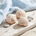 Mussel Tonna Tessalata 7 pcs | Floristik24.co.uk