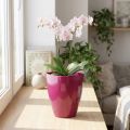 Orchid pot glossy Ø12.5cm cherry 1 pc | Floristik24.co.uk