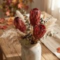 Grandiceps red 25 pcs | Floristik24.co.uk