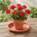 Coaster "Linda" Ø33cm terracotta | Floristik24.co.uk
