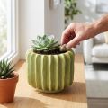 Cactus flower pot, ideal bowl