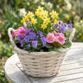 Basket with handles Chip basket plant basket whitened Ø18cm H12cm | Floristik24.co.uk
