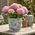 Shabby Chic metal flower pot with heart-shaped design, Ø22cm, H17.5cm | Floristik24.co.uk