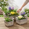 Plant basket with handles, square basket bowl, natural planter for planting shabby chic washed white L30/25.5/21 cm H12/11/10 cm set of 3 | Floristik24.co.uk