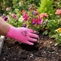 Kixx garden gloves size 8 pink, pink | Floristik24.co.uk